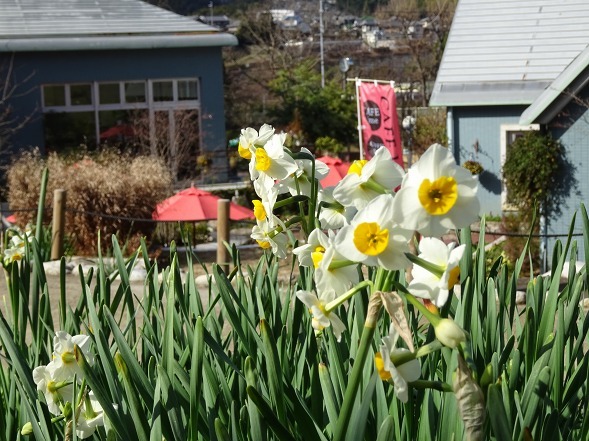 大阪府立花の文化園の菜の花と水仙_b0299042_22125830.jpg