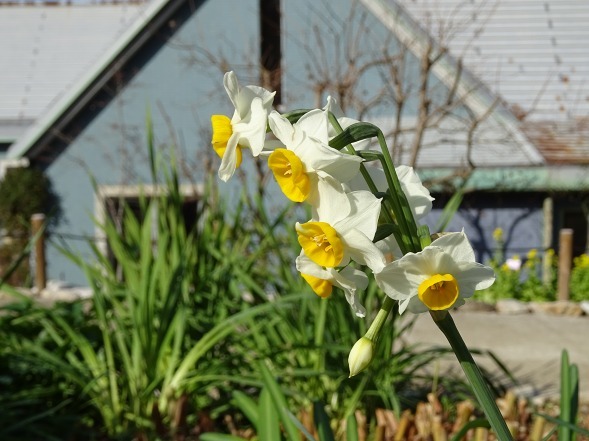 大阪府立花の文化園の菜の花と水仙_b0299042_22130467.jpg