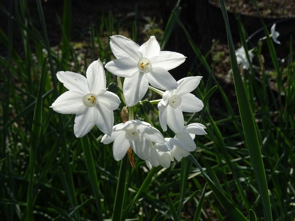 大阪府立花の文化園の菜の花と水仙_b0299042_22133774.jpg