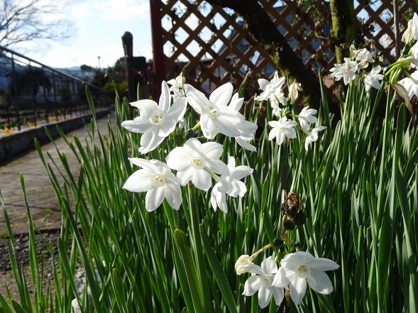 大阪府立花の文化園の菜の花と水仙_b0299042_22134436.jpg