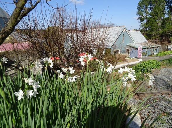 大阪府立花の文化園の菜の花と水仙_b0299042_22135077.jpg