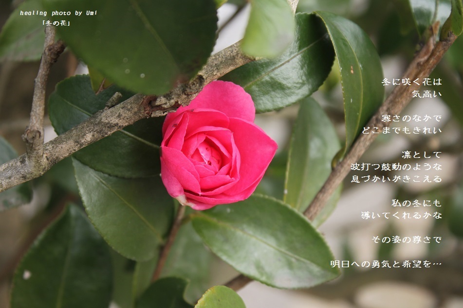 冬の花 陽だまりの詩