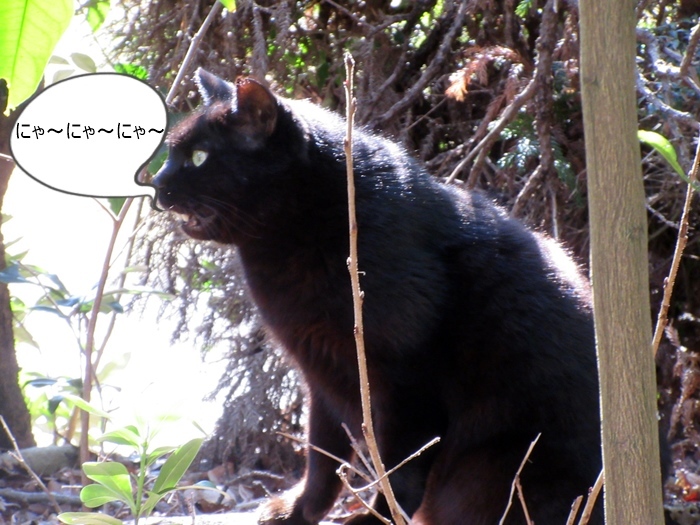 【未だかつて無口な黒猫に会ったことがない】にゃ～にゃ～にゃ～_b0009849_15104065.jpg