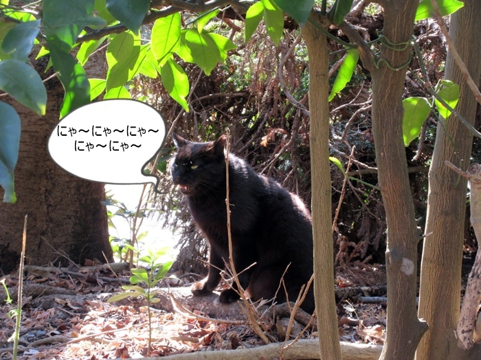 【未だかつて無口な黒猫に会ったことがない】にゃ~にゃ~にゃ~_b0009849_15120035.jpg