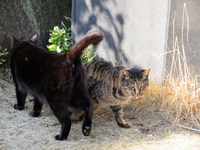 【未だかつて無口な黒猫に会ったことがない】にゃ~にゃ~にゃ~_b0009849_15150916.jpg