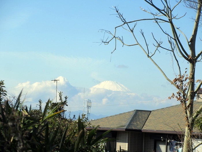 【お散歩長久保公園】富士山を求めて_b0009849_15583119.jpg