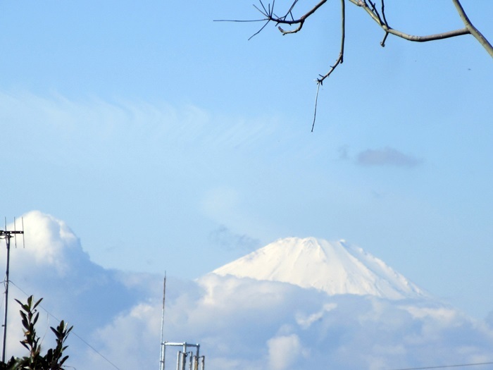 【お散歩長久保公園】富士山を求めて_b0009849_15590152.jpg