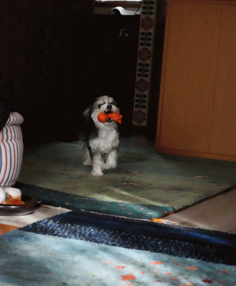 持ってきたよ♪_c0145250_09294450.gif