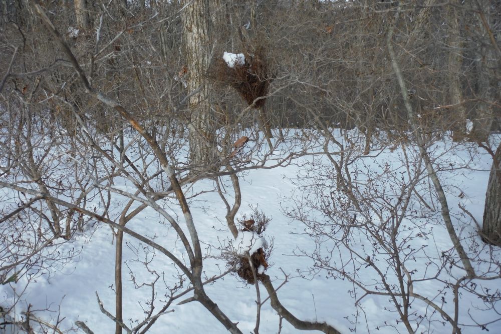 船形山のブナを守る会で薬来山へ 船形山からブナの便り ブログ版