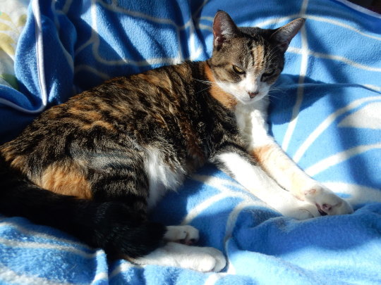 ’20,1,19(日)今日もひだまり猫!_f0060461_10424050.jpg