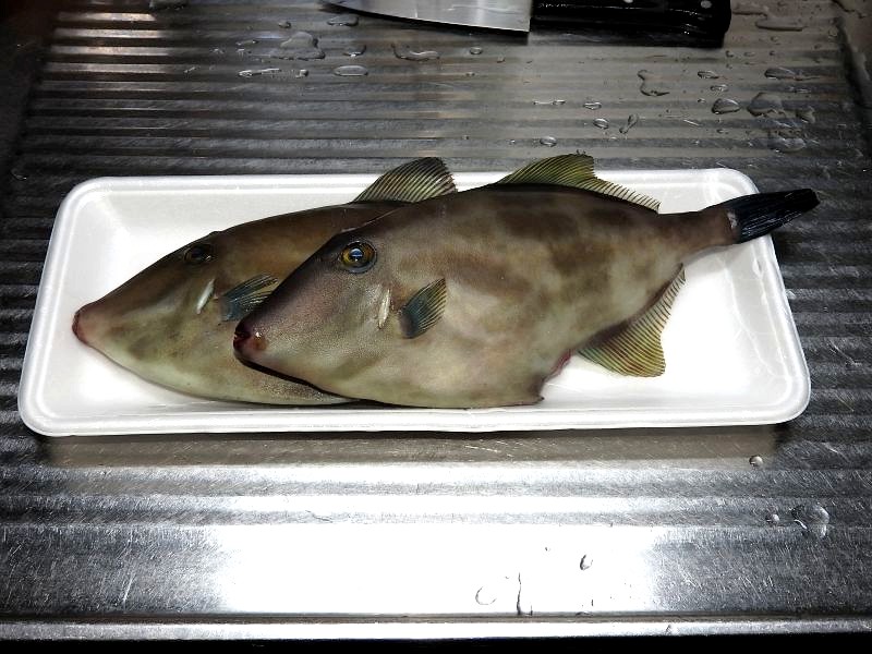 カワハギを肝醤油で 四季彩日記 ４