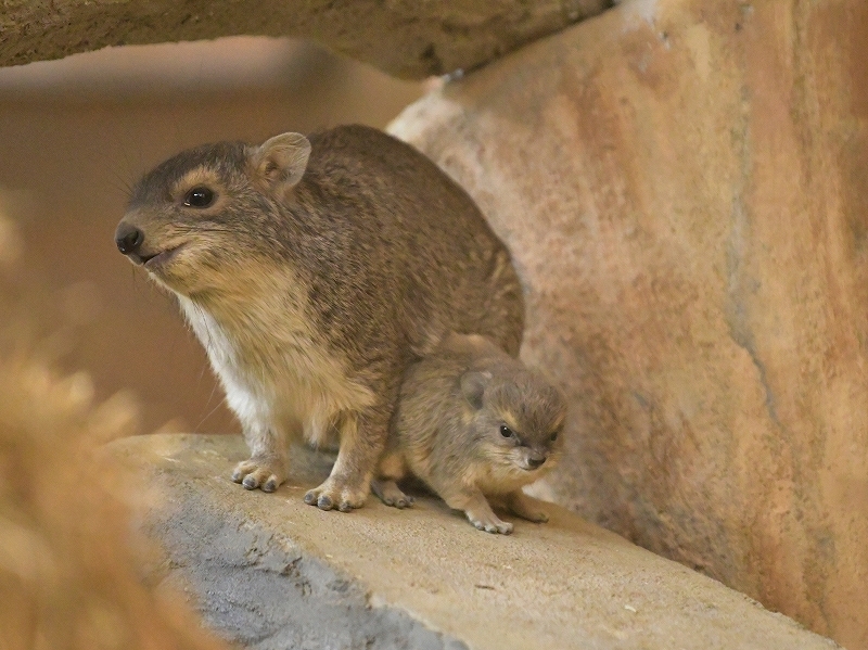 キボシイワハイラックス Bonsoir