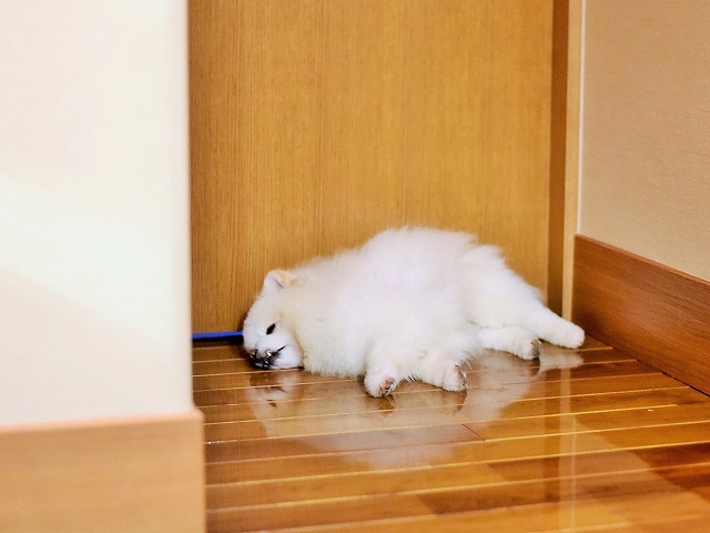 留守番は得意_d0360206_00295056.jpg
