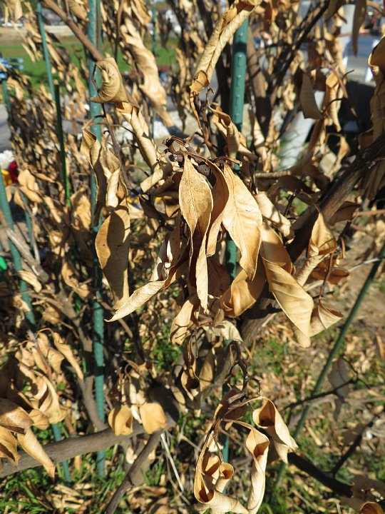 年1月25日 蜜柑の木が枯れてしまい ました W 今日の風に吹かれましょう