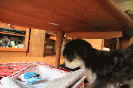 B.B & Chipo* 覗きたいフタリ_c0145250_09110047.gif