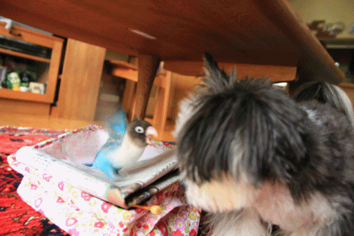 B.B & Chipo* 覗きたいフタリ_c0145250_09110761.gif