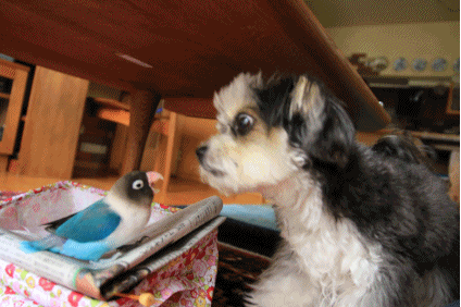 B.B & Chipo* 覗きたいフタリ_c0145250_09111402.gif