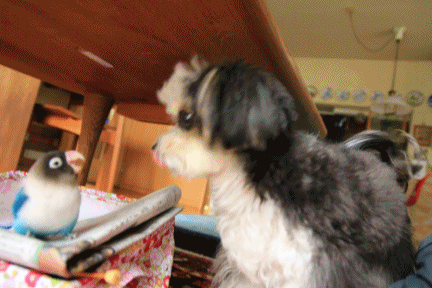 B.B & Chipo* 覗きたいフタリ_c0145250_09112083.gif