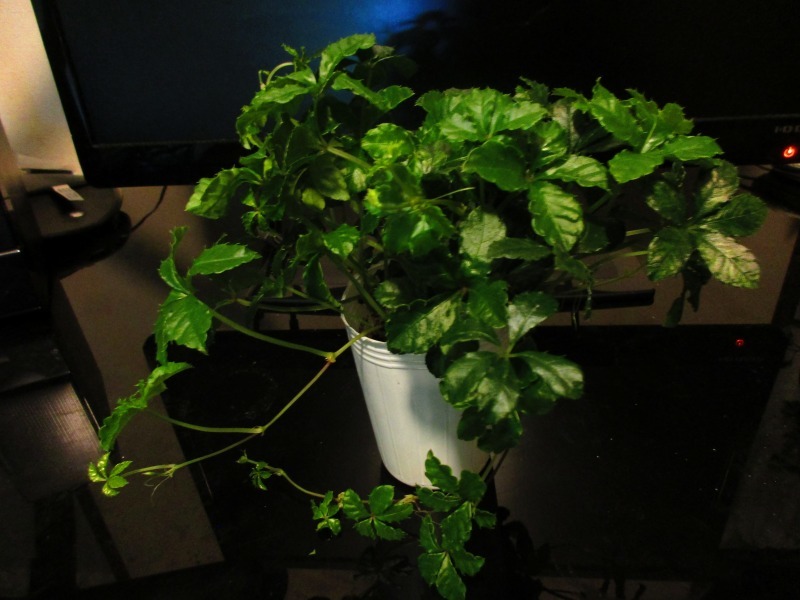 植物 リベンジのパーセノシッサス シュガーバイン 孤影悄然