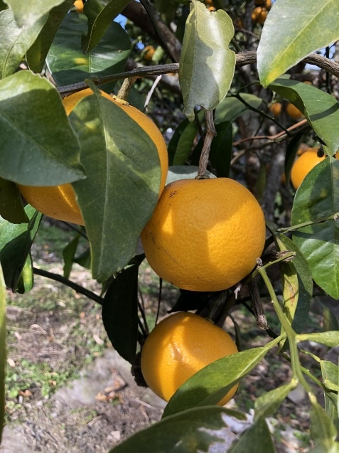 八朔を収穫_a0394574_00003202.jpeg