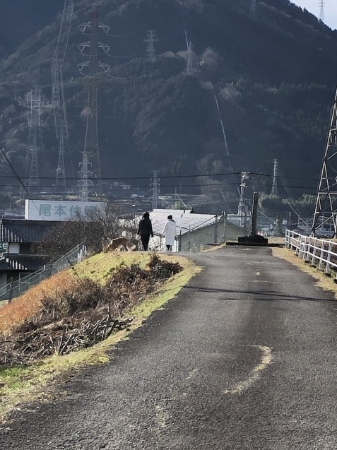 八朔を収穫_a0394574_00043162.jpeg