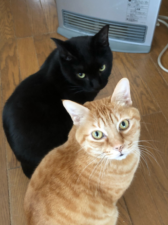 仲良しっぽいフタリ_e0355177_07584639.jpg