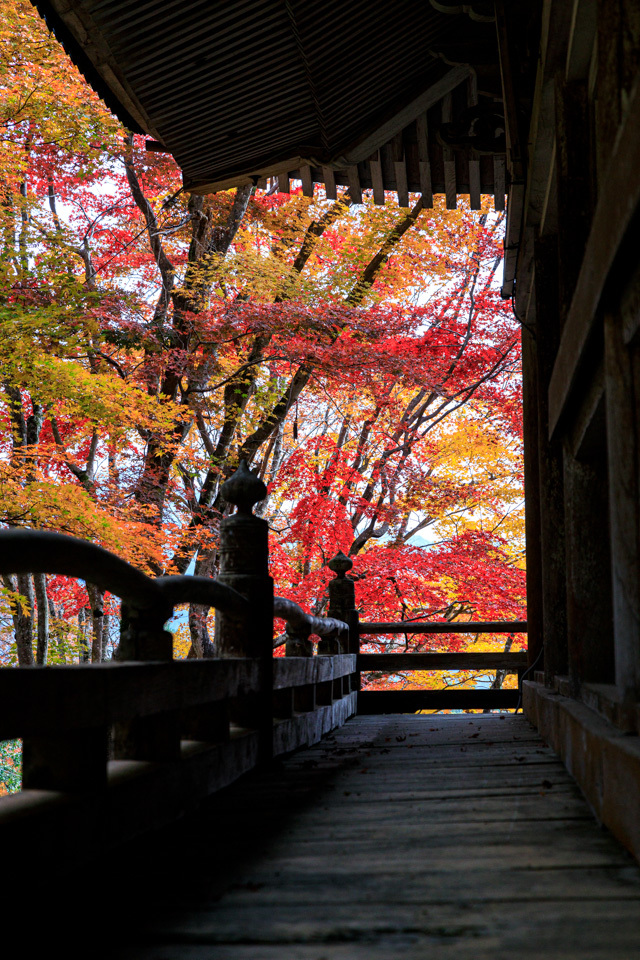 紅葉2019！　　～西光寺～_b0128581_18464075.jpg