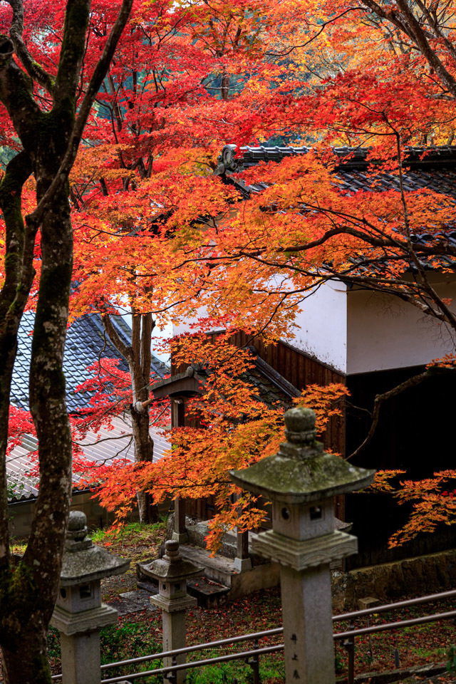 紅葉2019！　　～西光寺～_b0128581_18470177.jpg