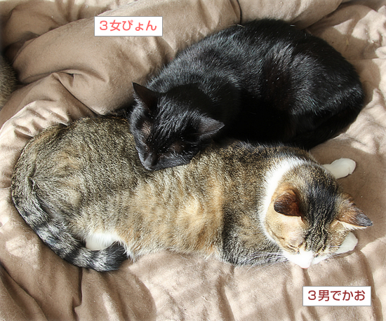 新しいカップル_a0389088_16202502.jpg