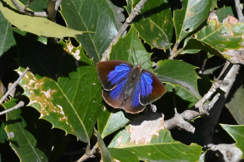 ムラサキシジミ 大寒の蝶_d0353091_15021301.jpg