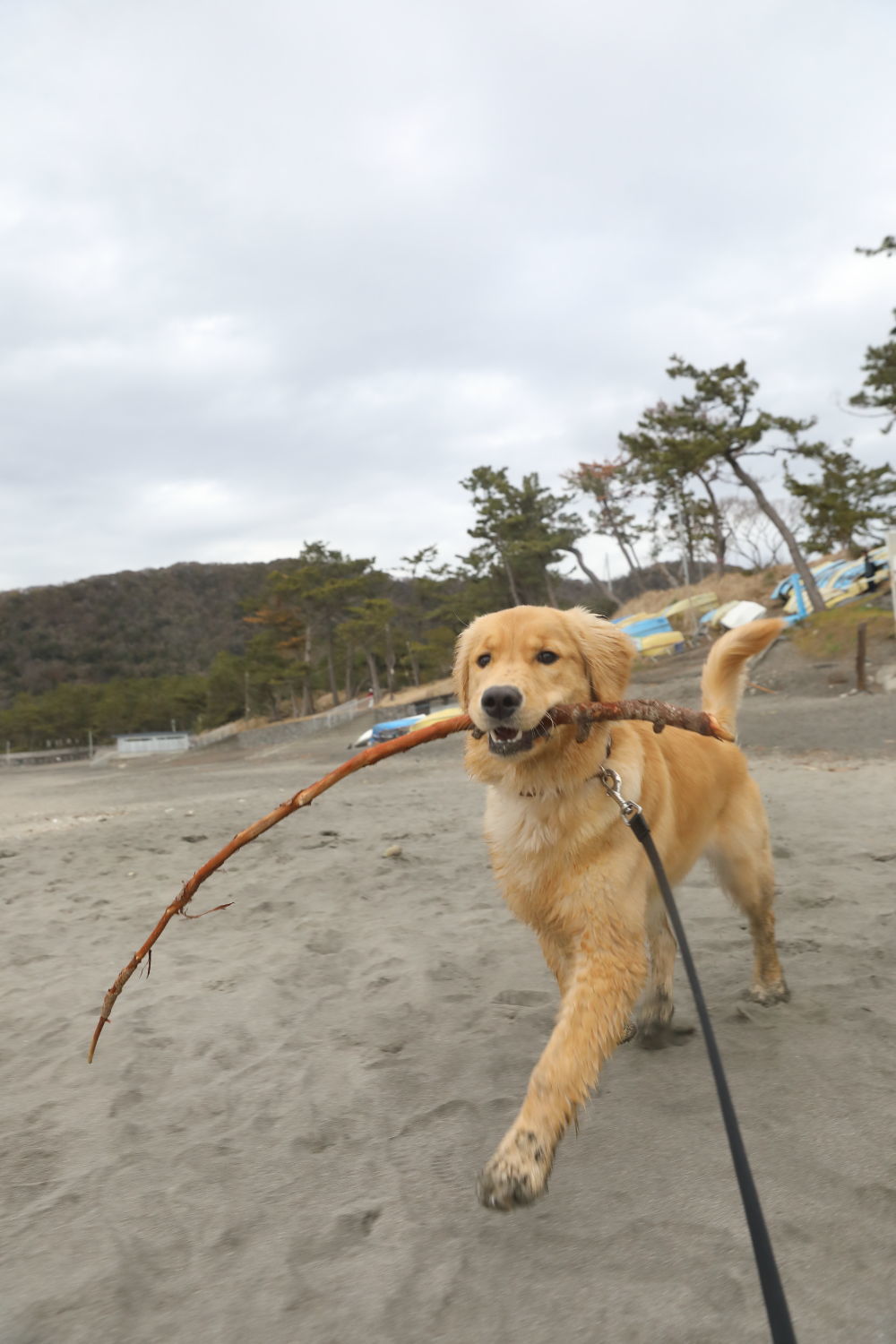 初めての葉山の海♪_b0275998_08504413.jpg