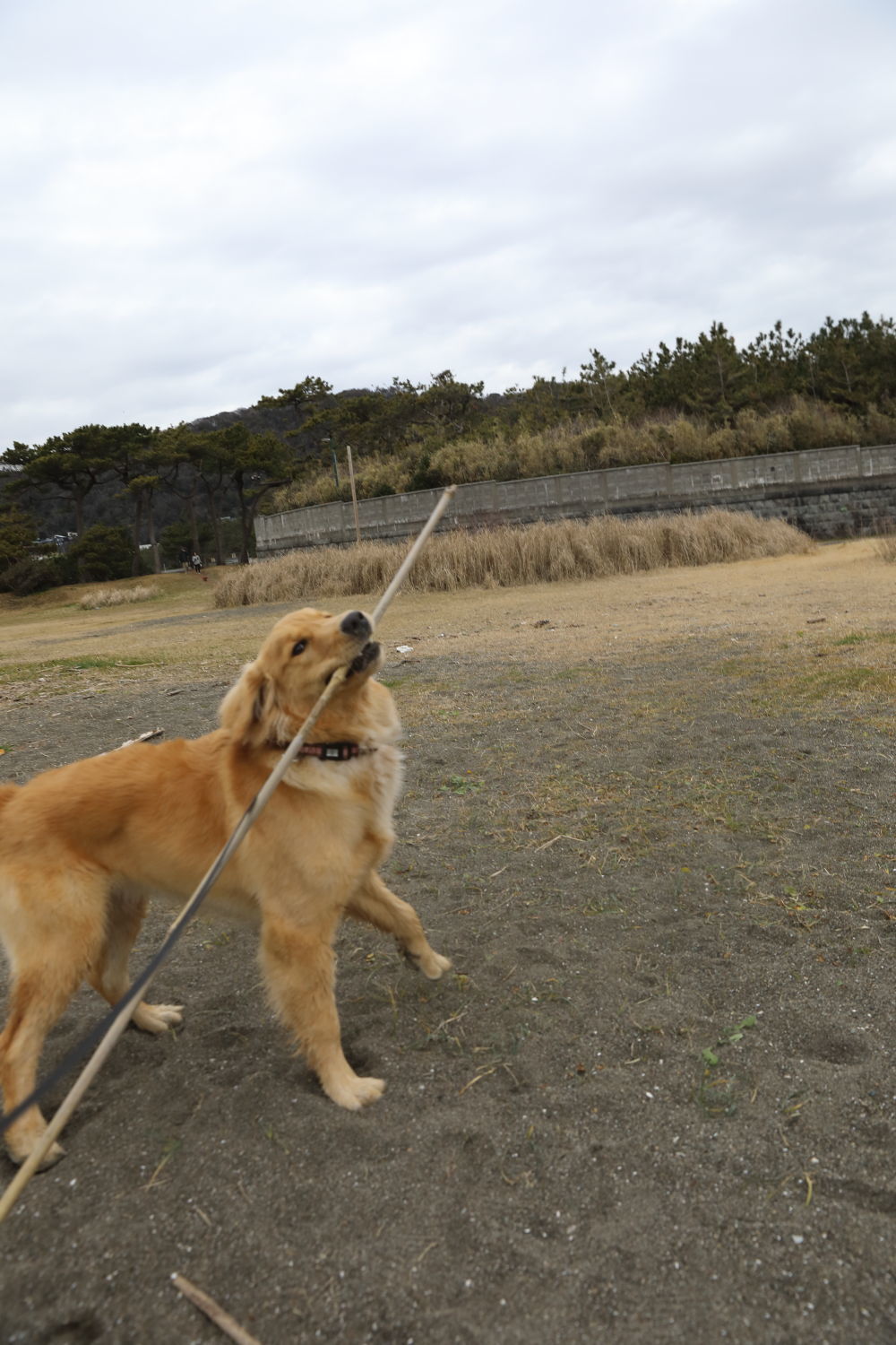 初めての葉山の海♪_b0275998_08510729.jpg