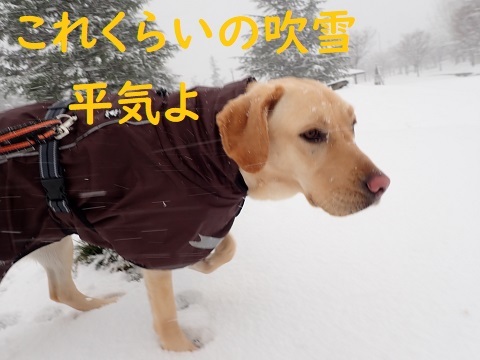 犬はやっぱり雪が好き りんご村 犬はやっぱり雪が好き りんご村