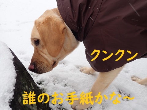 犬はやっぱり雪が好き りんご村 犬はやっぱり雪が好き りんご村