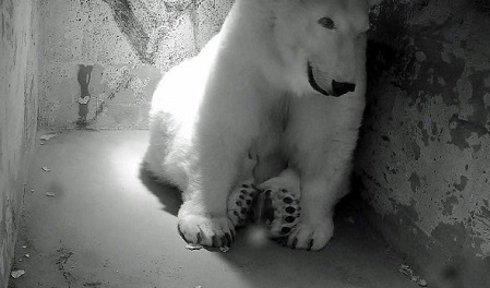 デンマーク・オールボー動物園で誕生の二頭の赤ちゃんが生後二週間を無事経過_a0151913_23252879.jpg