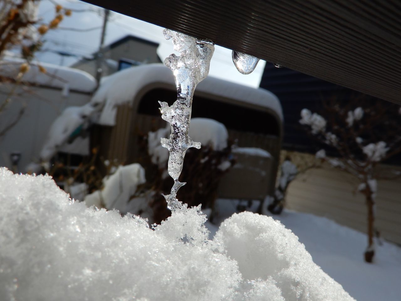 「ドカ雪」降りました_c0025115_21385251.jpg