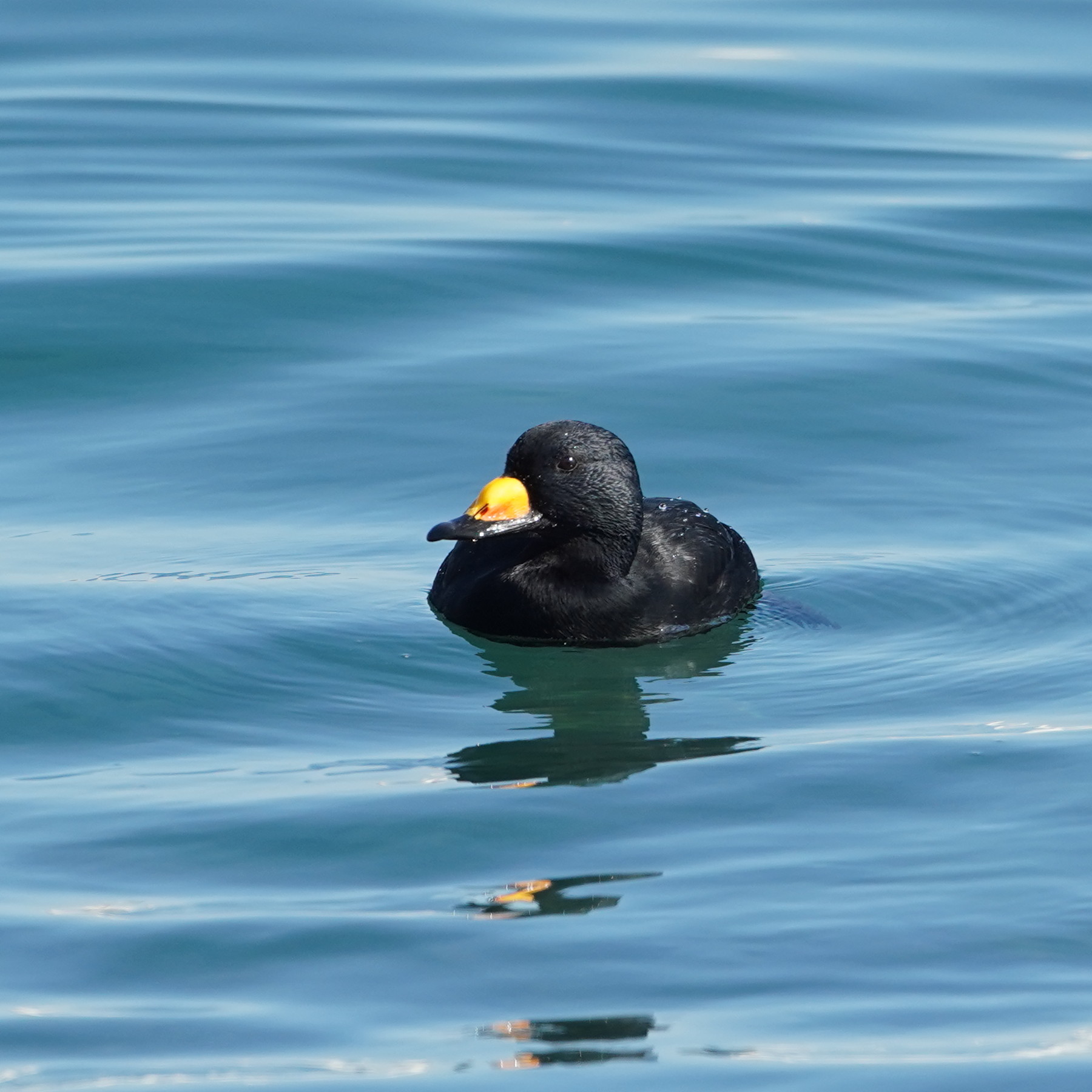 クロガモの潜水とバタバタ ｎｉｋ シエロの野鳥観察記録
