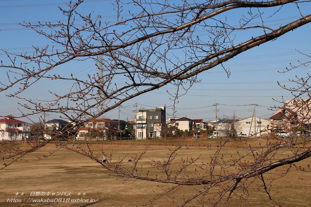 可愛い冬桜が咲いていました(^^♪_e0052135_17133801.jpg