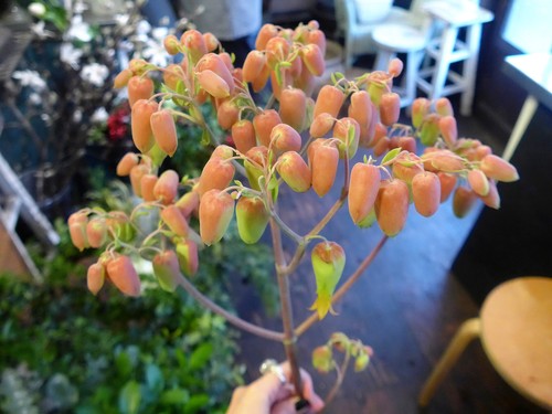 花修行~「鮨 波やし」さんの2020年1月のお花~_f0232060_16113264.jpg
