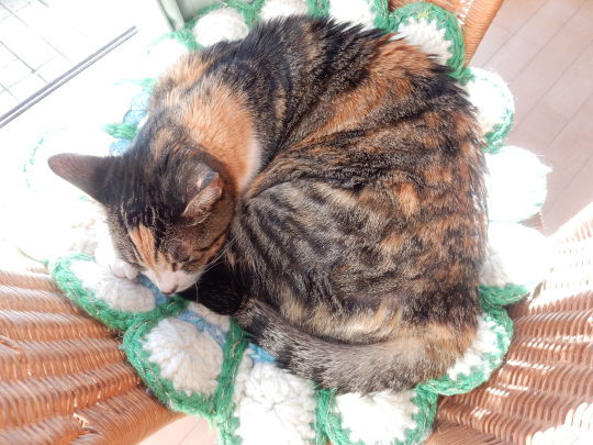 ’20,1,21(火)フード付き猫ベッドなのに!_f0060461_09473588.jpg