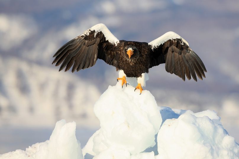 流氷南下 クリオネとワシの季節 アイヌモシリの野生たち 獣と野鳥の写真図鑑