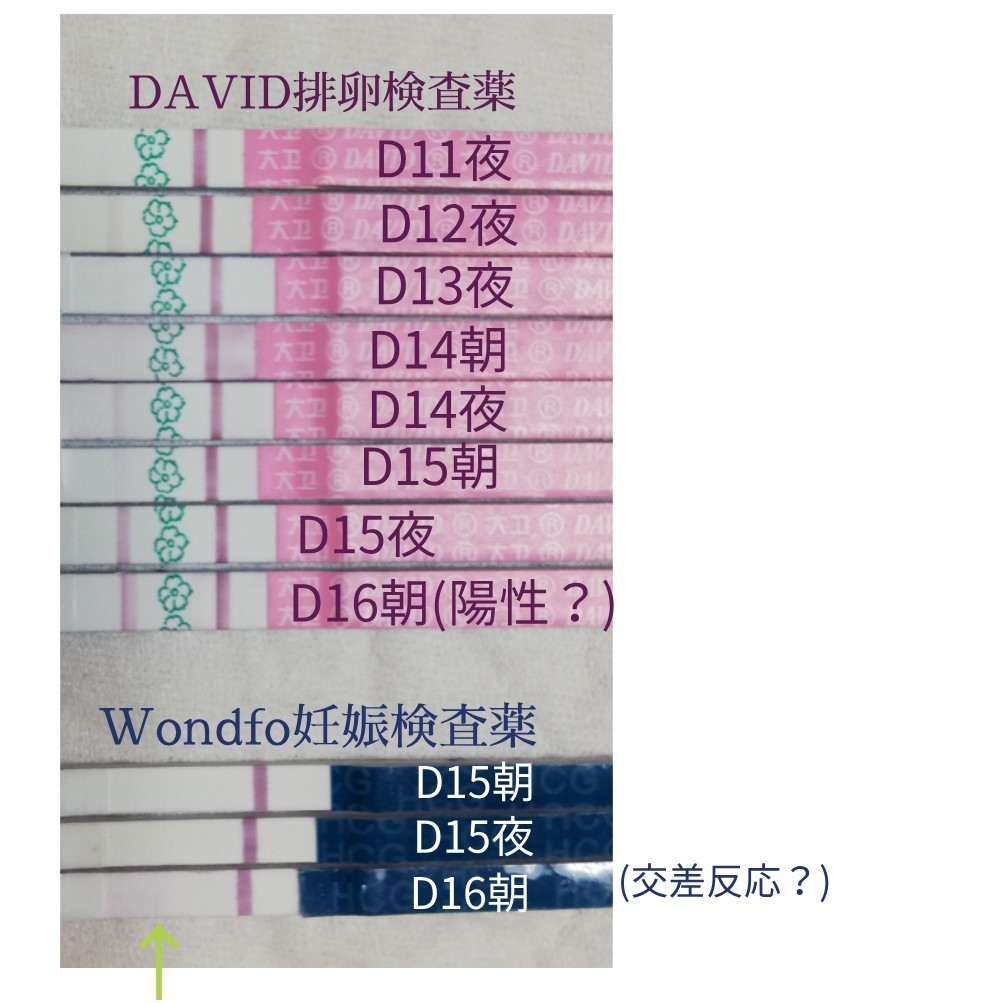 D17　hcg②　D16までの排卵検査薬_e0346573_16314225.jpg