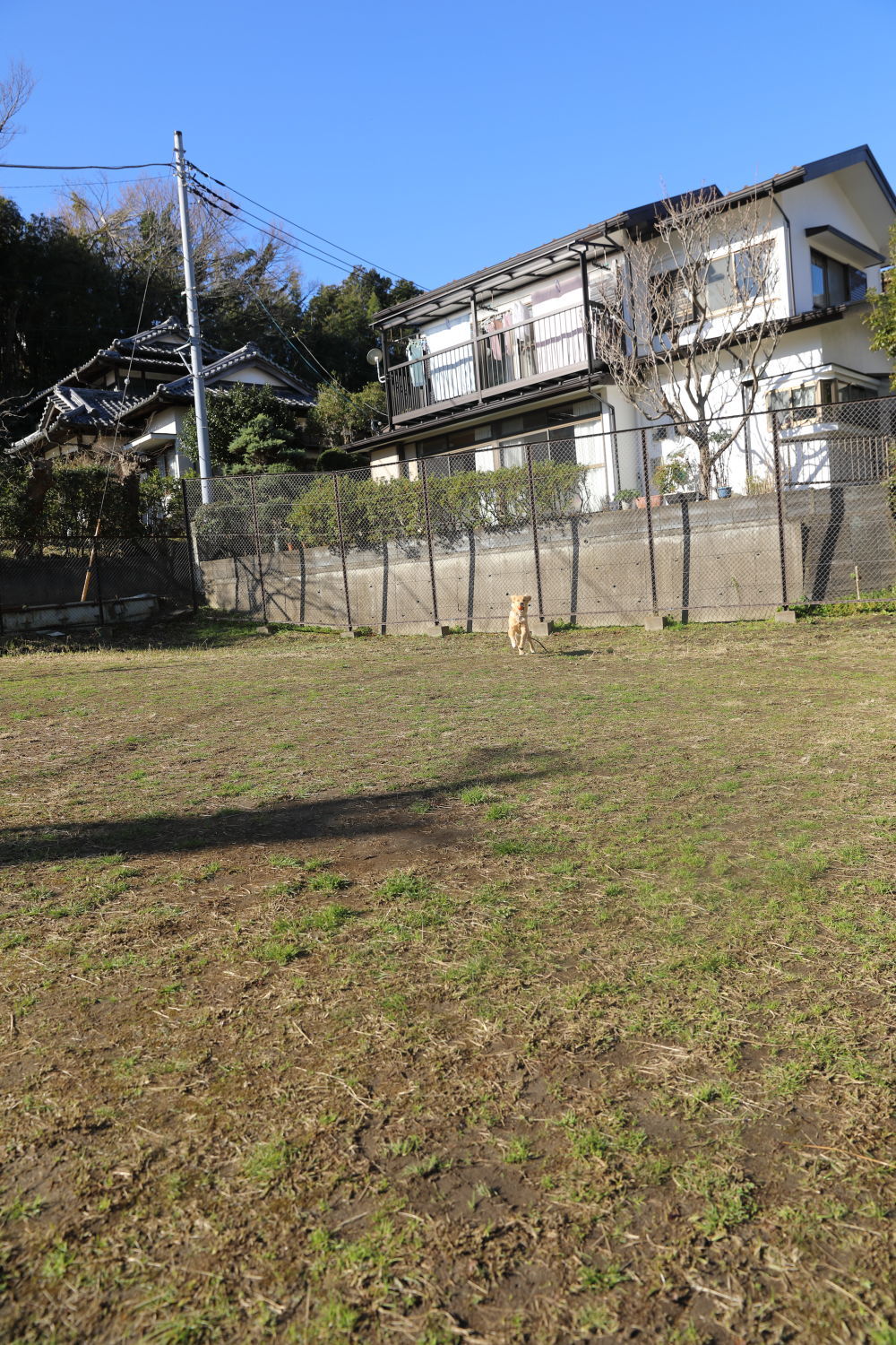 打ち出の小槌♪_b0275998_11102924.jpg