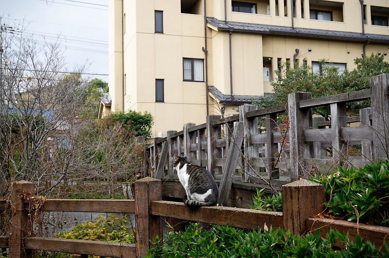 町角ニャンコ・伏見のニャンコ_f0032011_19361954.jpg