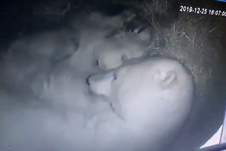 ロシア北東部・サハ共和国のヤクーツク動物園でホッキョクグマの赤ちゃん誕生!_a0151913_253537.jpg