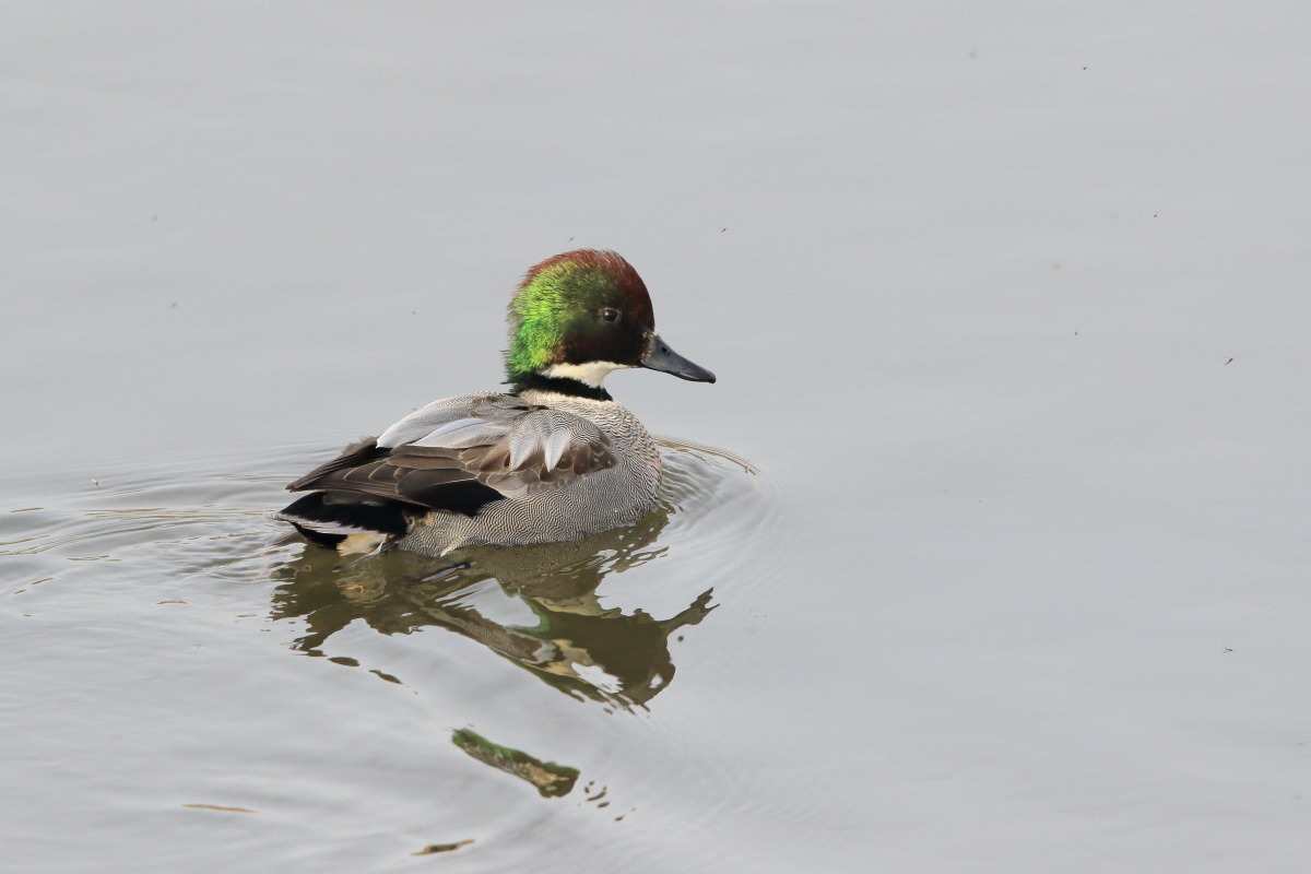 ヨシガモ 幼い若鳥_f0369315_15160222.jpg