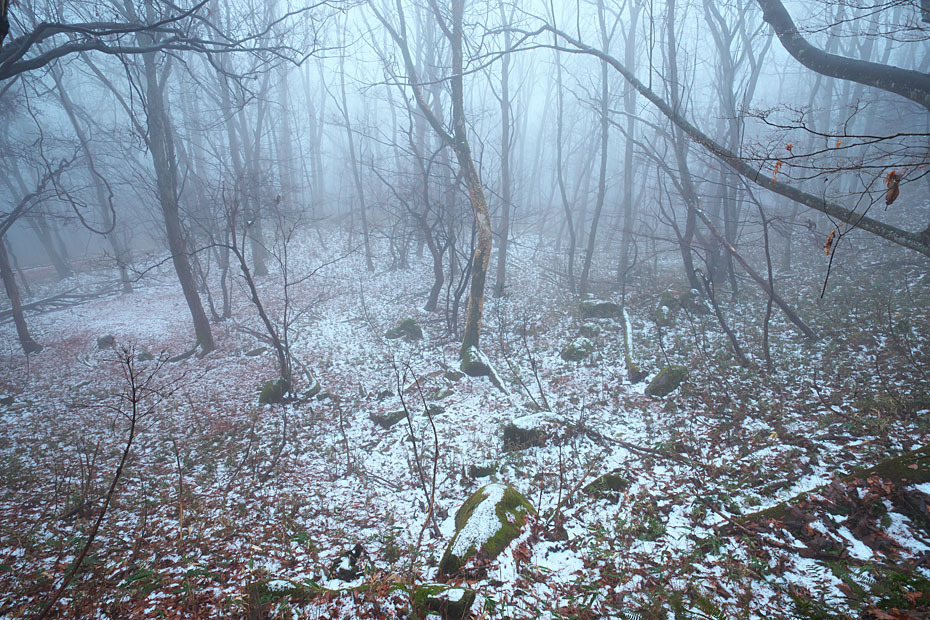 雪上がりの森_c0067040_22585022.jpg