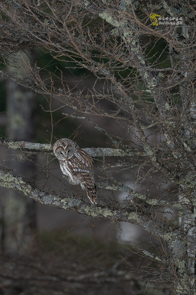 フクロウのいる森_d0360547_10413983.jpg