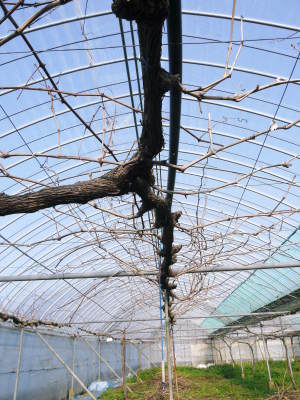熊本ぶどう 社方園 剪定作業2020(前編 今年も良い音で剪定が行われていました)_a0254656_17322033.jpg