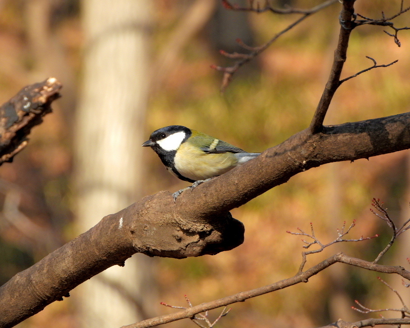 嶺公園でそそくさと_c0305565_17304770.jpg